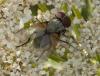 Opesia sp.